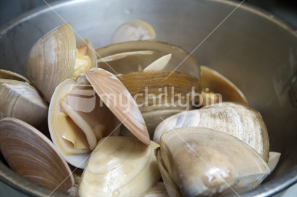 Clams - cooked clams being removed from pot