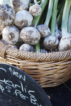 Garlic - new season's garlic at the Farmers' Market