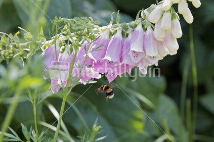 Foxglove. closeup of flower and bumblebee