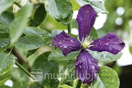 Clematis "Etoile Violette" among rose foliage