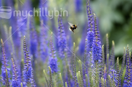 Veronica Longifolia with bumble bee in flight