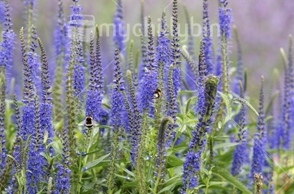 Veronica Longifolia with bumble bees