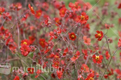 Geum "Borisii" A closeup pattern of red flowers with yellow stamens