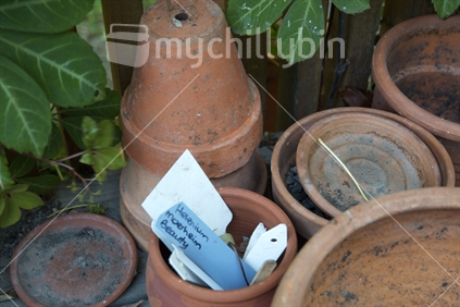 Gardener's potting bench; clay plant pots/saucers on potting bench