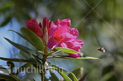 Rhododendron with bumble bee in flight