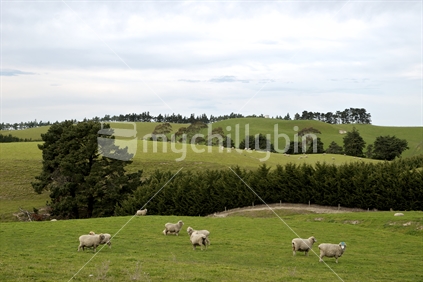 Sheep dotted over rolling green hills