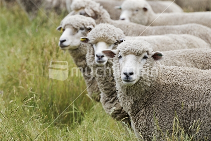 Sheep. Corriedale, closeup 