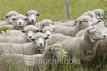 Sheep; Corriedale, closeup 