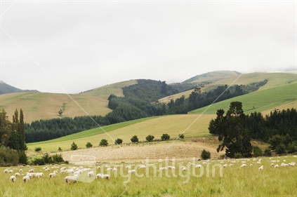 Sheep dotted over rolling green hills