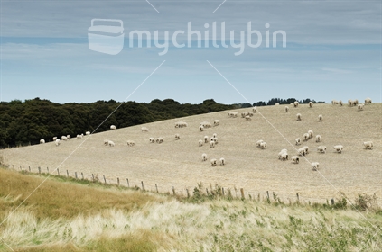 Sheep dotted over ploughed hillside paddock