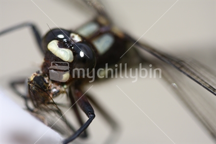Giant New Zealand dragonfly eating a cicada