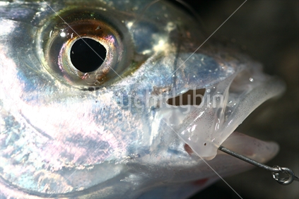 Juvenile Trevally caught by boy, about to be released; New Zealand.