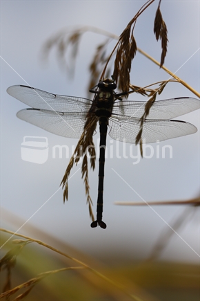 Giant New Zealand dragonfly resting on tall grass