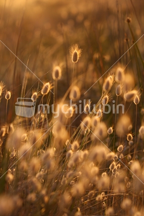 Seed heads on the beach at Gisborne, backlit by the setting sun.