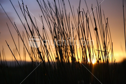 Grass or reeds at sunset (High ISO)