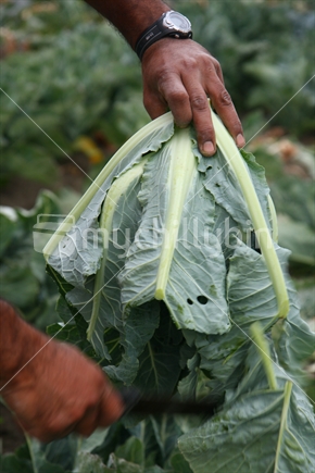 Harvesting broccoli at market garden