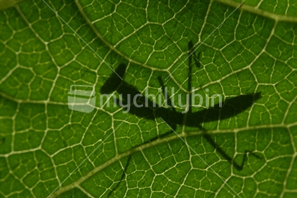 Silhouette of praying mantis on leaf