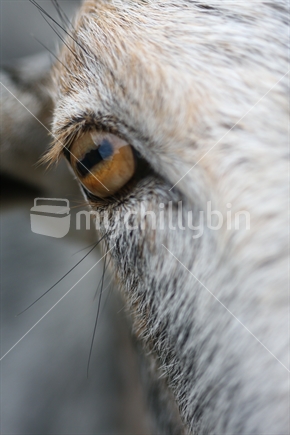 Closeup of domesticated goat in New Zealand.