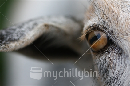 Closeup of domesticated goat ear and eye.