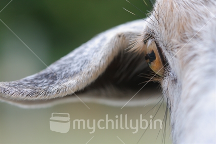 Closeup of domesticated goat ear and eye
