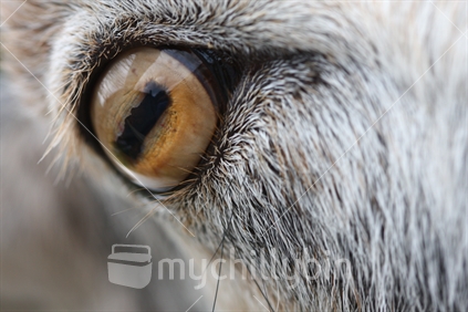Closeup of domesticated goat