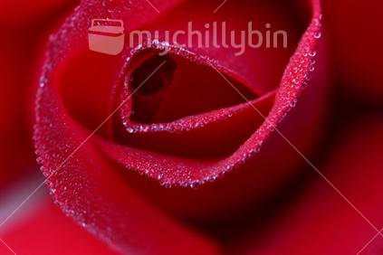 Abstract detail of red rose
