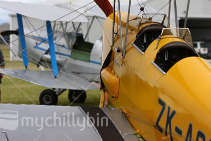 Two Tiger Moths