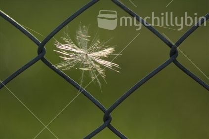 Thistle seed caught in web on wire fence.