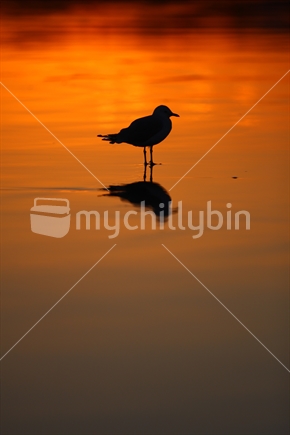Seagull on wet sand at sunset.