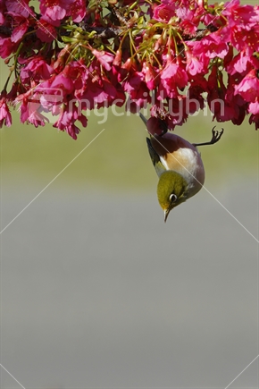 While feeding, a waxeye hangs from spring blossom, moments before falling off.