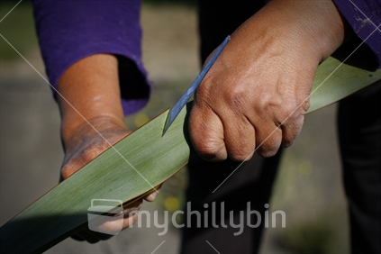 A Maori woman harvests flax for weaving
