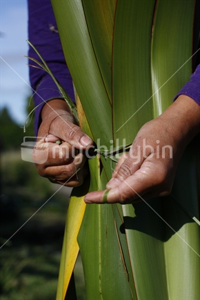 A Maori woman harvests flax for weaving