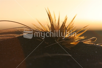 Grass seedhead on beach
