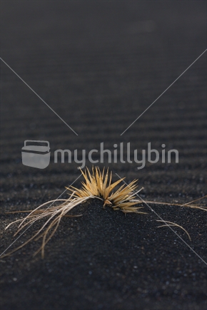 Grass seedhead on a New Zealand beach.