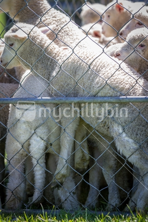A pen of tightly packed lambs