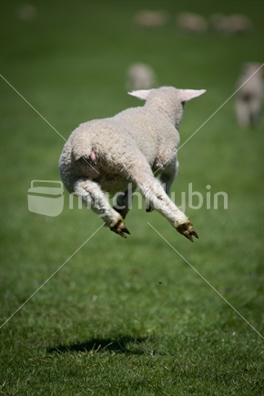 A leaping lamb after being docked