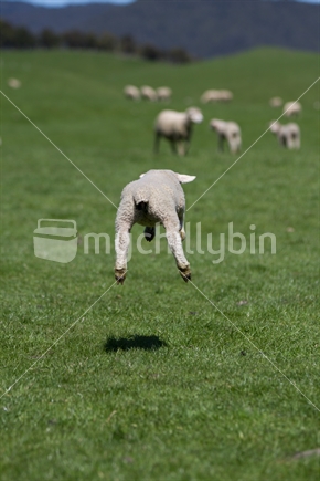 A leaping lamb after being docked