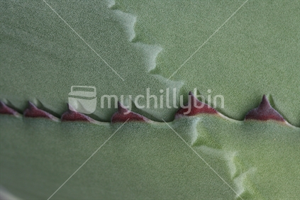 Cacti or aloe plant