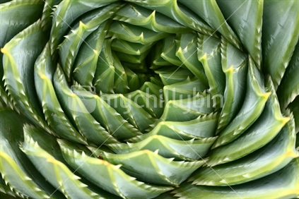Cacti or aloe plant