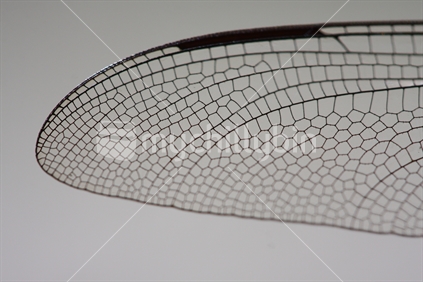 Macro detail of giant new Zealand dragonfly wing