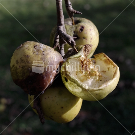 Close up of four rotting apples on a branch.
