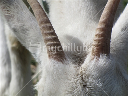 Abstract closeup photo of a white goat.