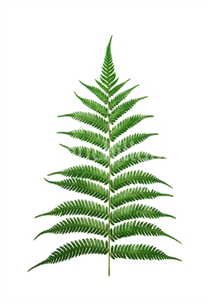Green Fern Leaf in  stylised shape of a Christmas Tree.  Isolated image.