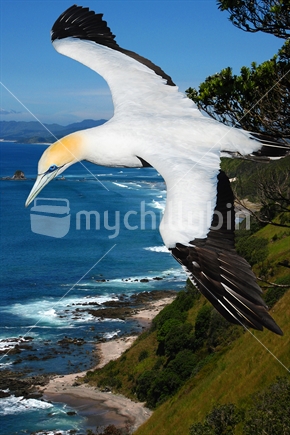Gannet flying above coastal line. Greeting card design digitally combined.