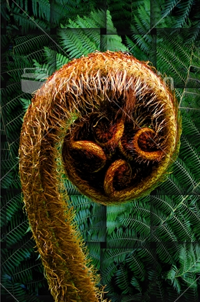 Close up of a Koru on digitally woven panels of ferns.  Greeting card and wall art design.