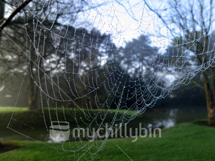 Beautiful Spider Web with morning dew drops, forming web of necklaces. Winter. Narrow Neck.