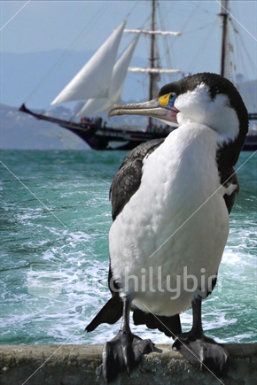 Pied Shag and schooner (Note; pixels at 1732 x 2598 is a little smaller than normal mychillybin size).