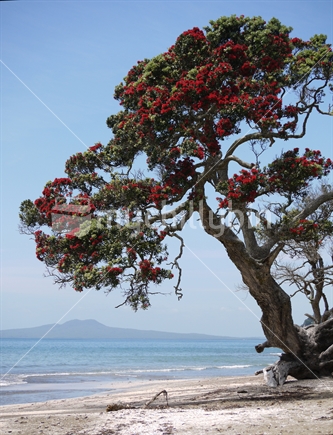 Pohutukawa tree, with Rangitoto beyond.