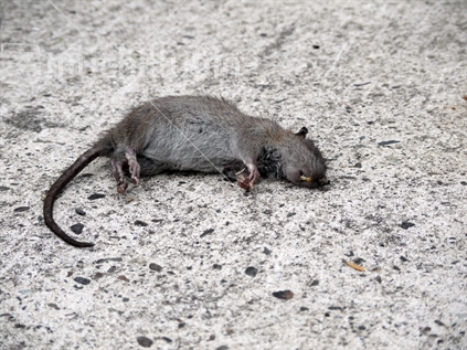 Dead Rat on concrete path