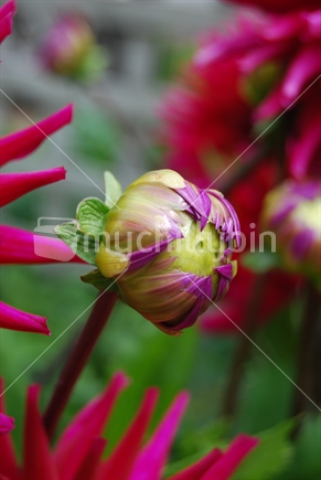 Dahlia flower bud, in NZ garden